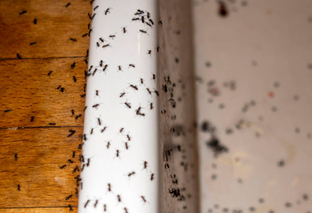 Best Local Pest Control Services  in Citrus Springs, FL